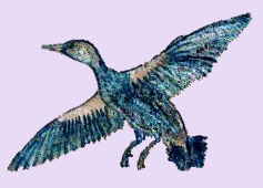 Eqyptian Bird