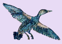 Eqyptian Bird